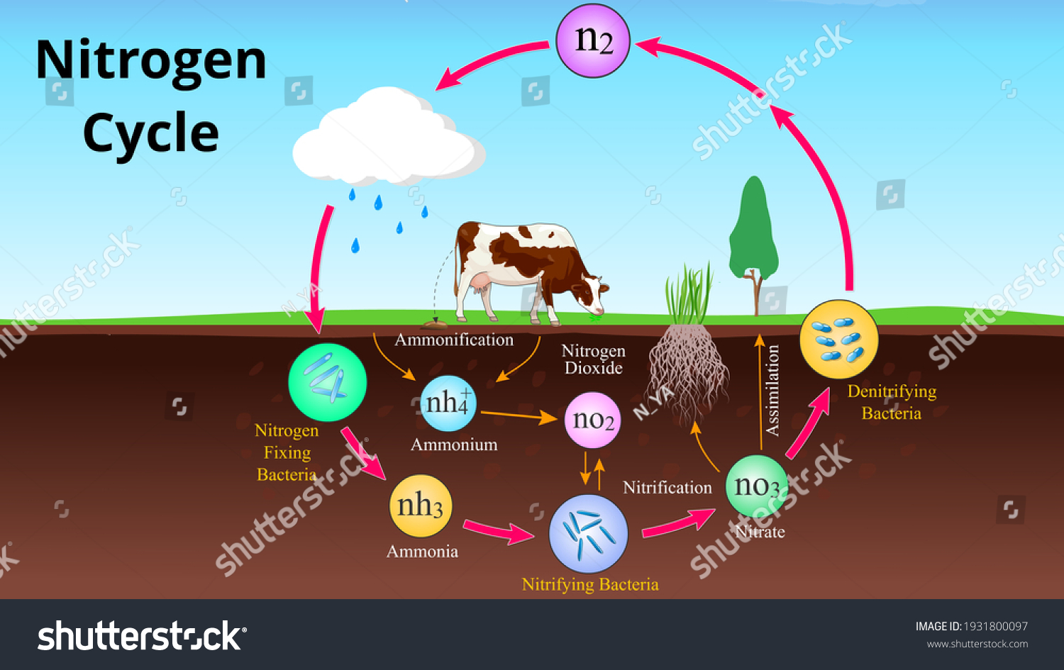 Ilustrasi Stok Nitrogen Cycle Overview Stages Importance