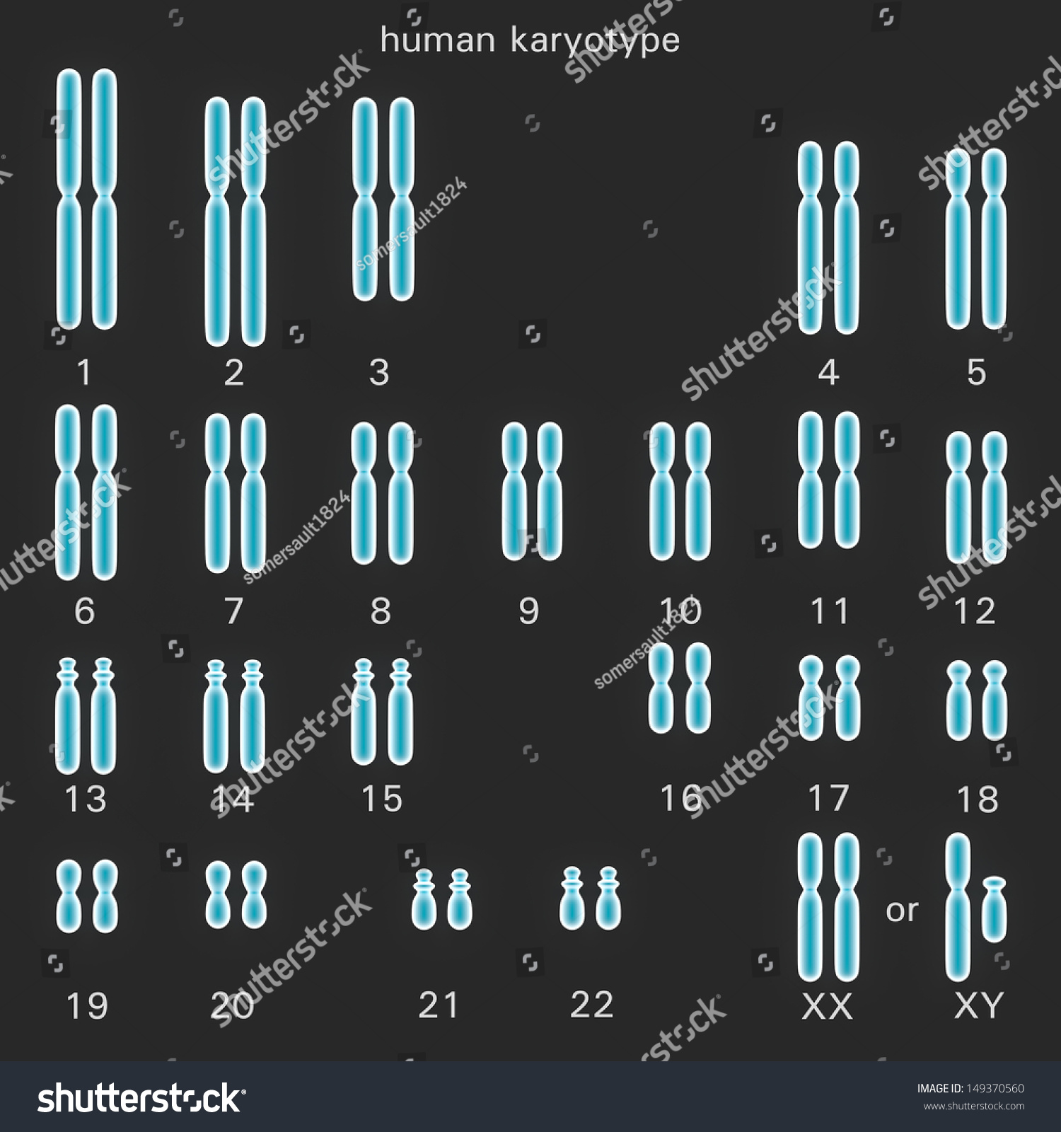 Normal Human Karyotype Which Diploid Pairing Stock Illustration 149370560 Shutterstock 0947