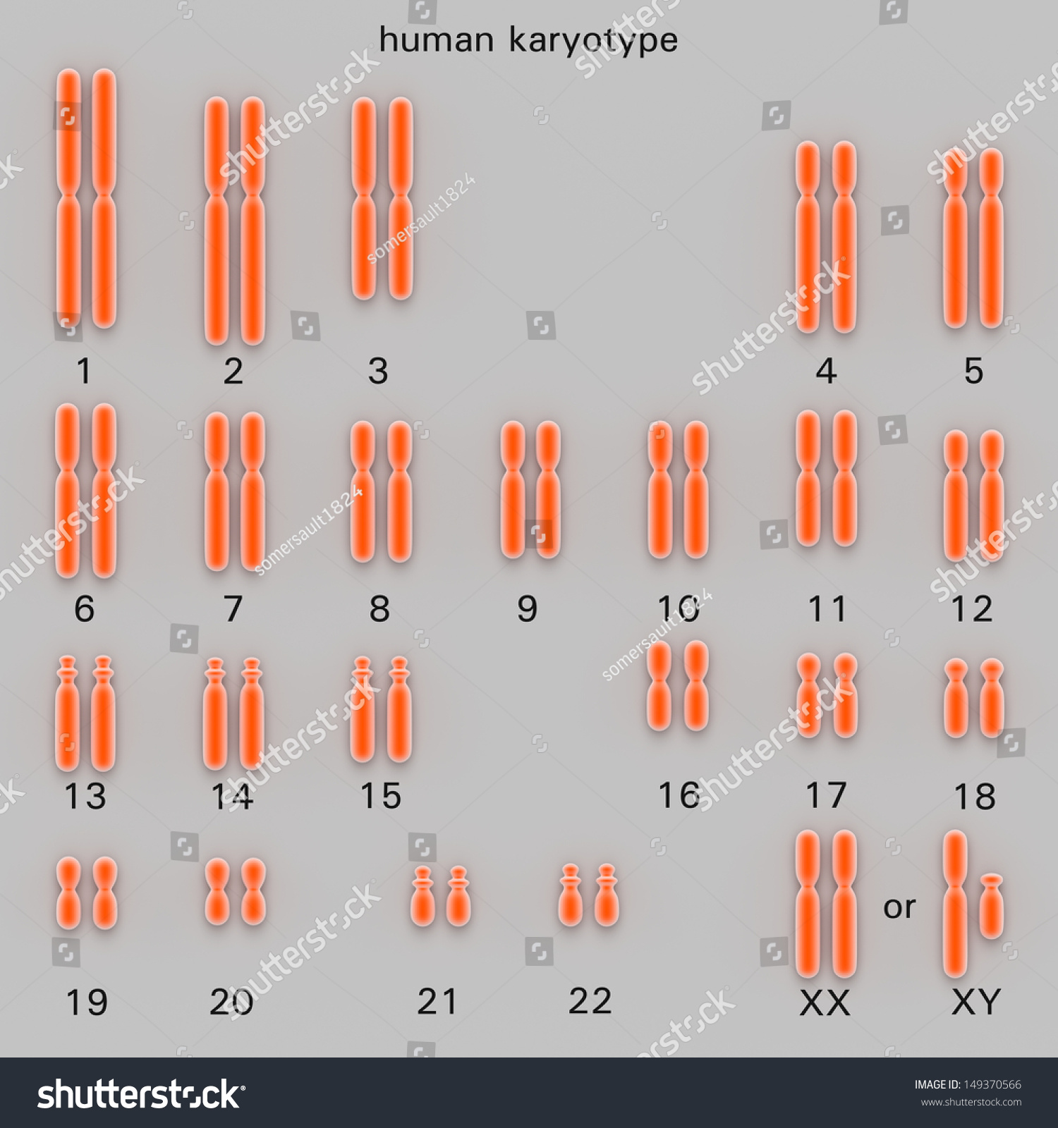 Normal Human Karyotype Which Is The Diploid Pairing Of The Chromosomes Dependant Upon Their 5910