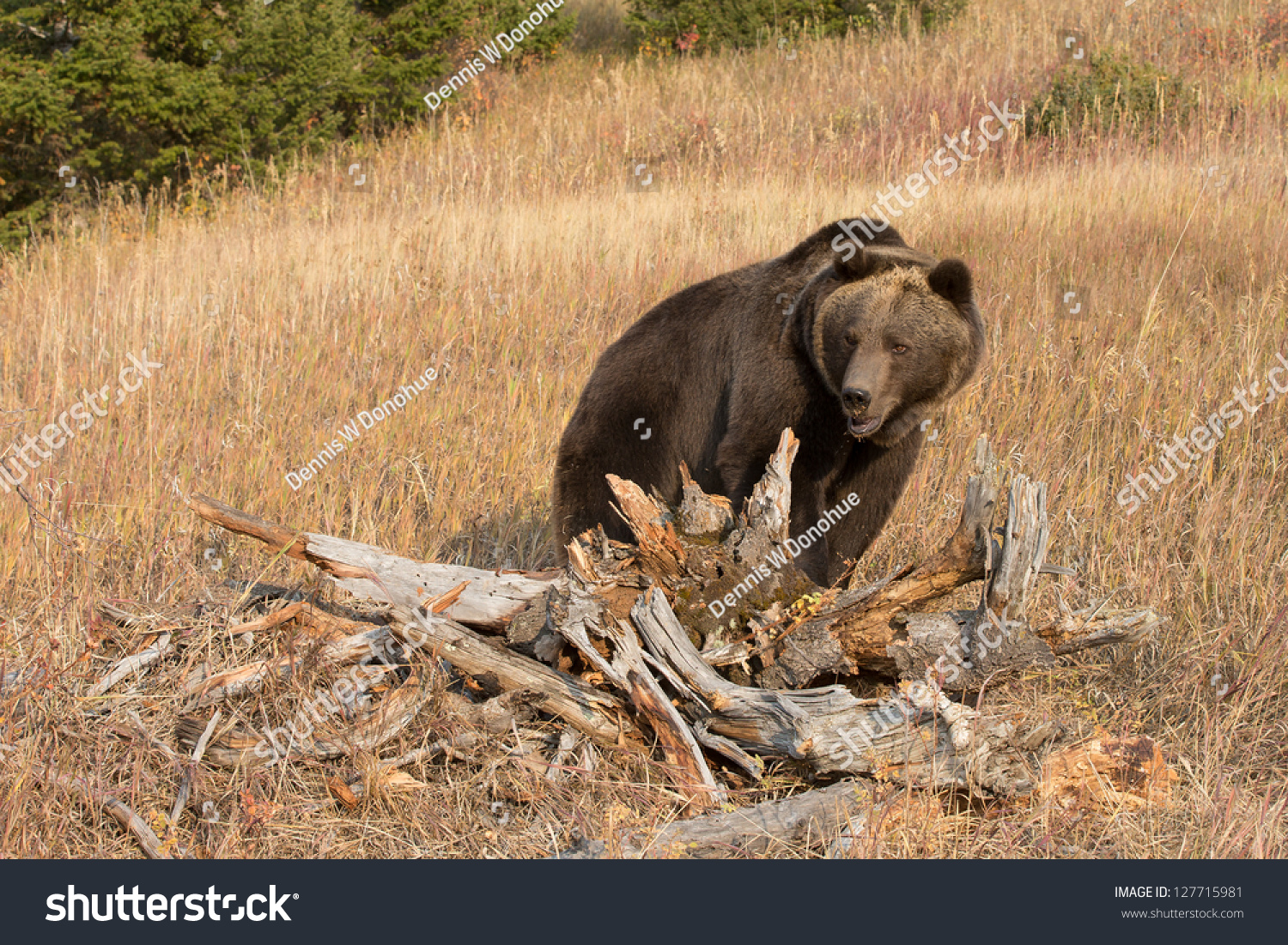 North American Brown Bear Stock Photo 127715981 : Shutterstock