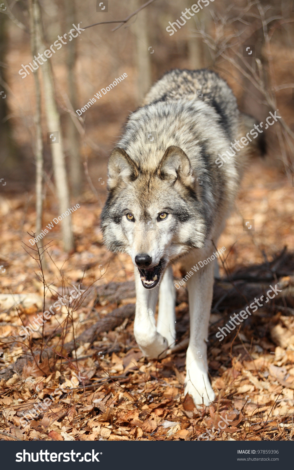 North American Gray Wolf Stock Photo 97859396 Shutterstock