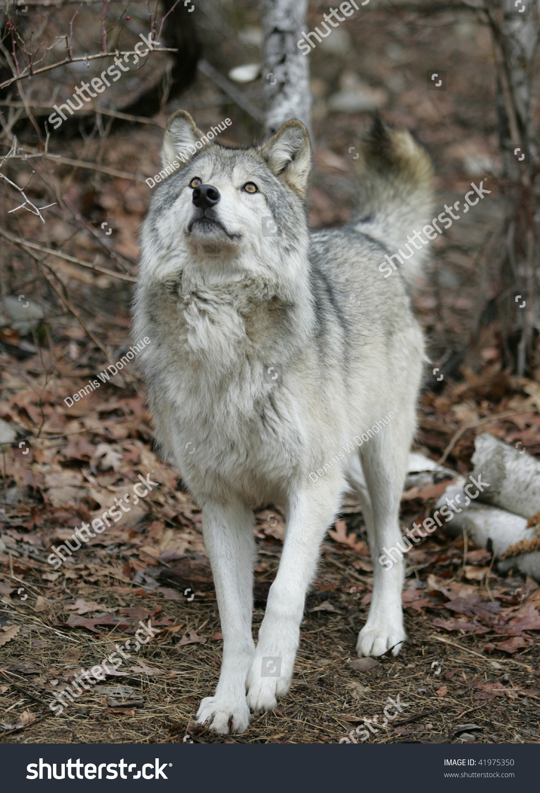 North American Grey Wolf Looking Up Into Tree Stock Photo 41975350