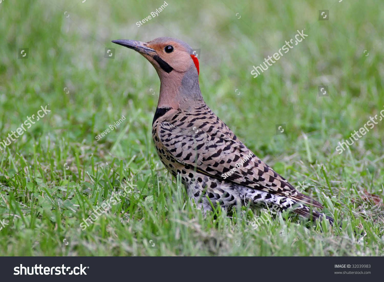 northern flicker colaptes auratus hunting for food on a northern flicker colaptes auratus hunting for food on a