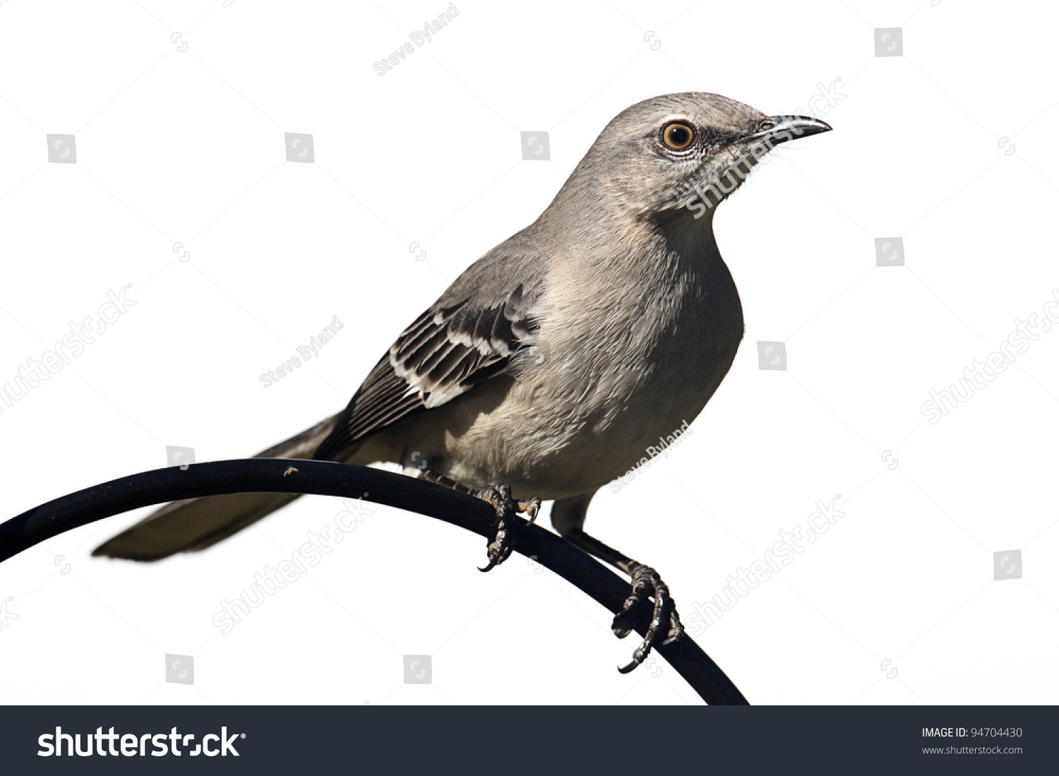 northern mockingbird mimus polyglottos on perch stock northern mockingbird mimus polyglottos on perch stock