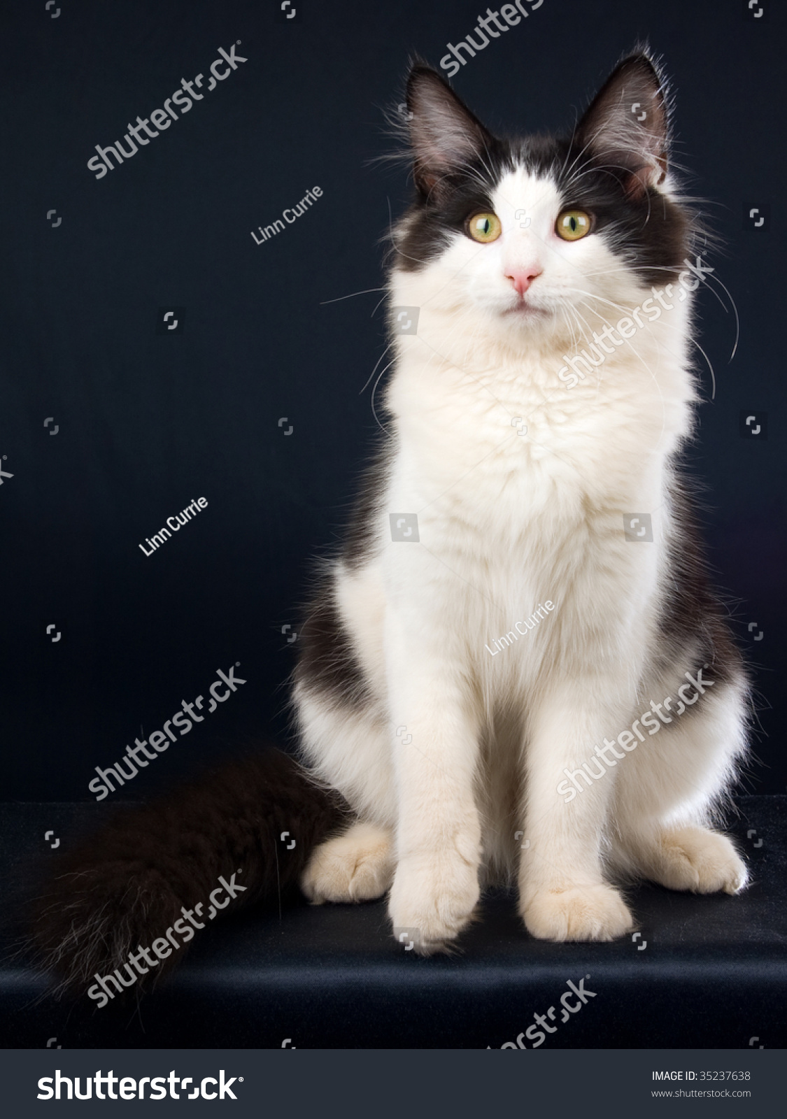 Norwegian Forest Cat Black White On Stock Photo 35237638 ...