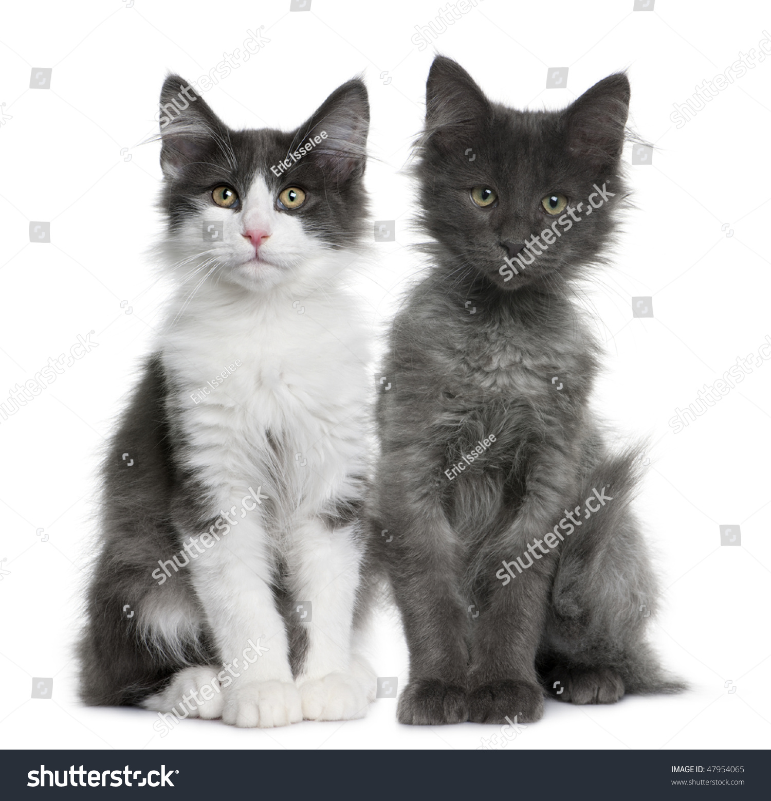 Norwegian Forest Cat Kitten 4 Months Stock Photo 47954065 ...