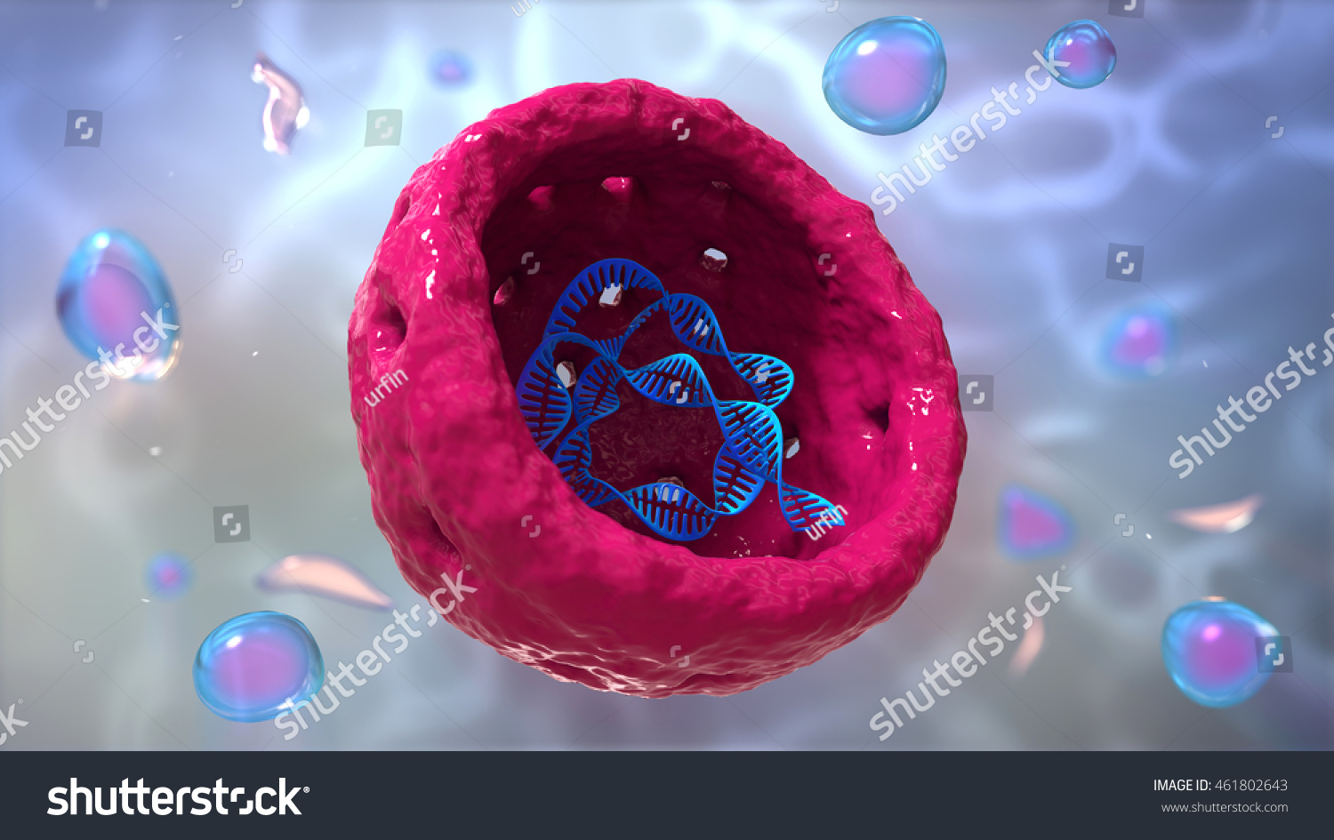 Nucleus Nucleolus Human Body Cell Nucleus Stock Illustration