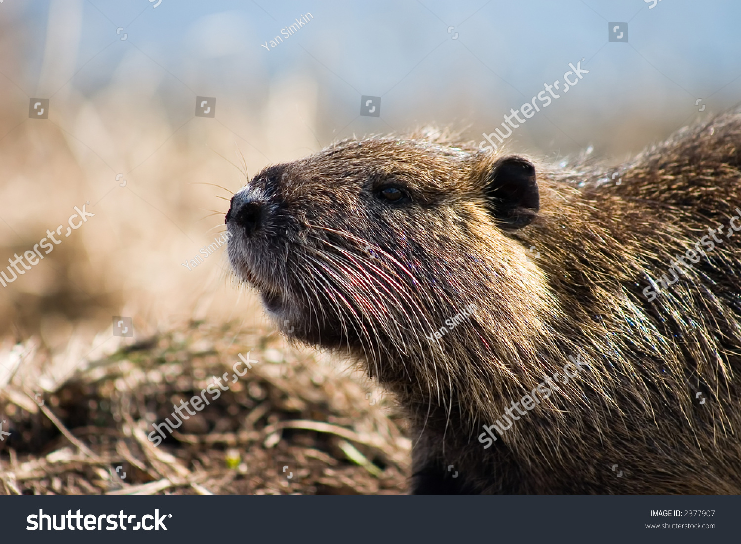 stuffed nutria