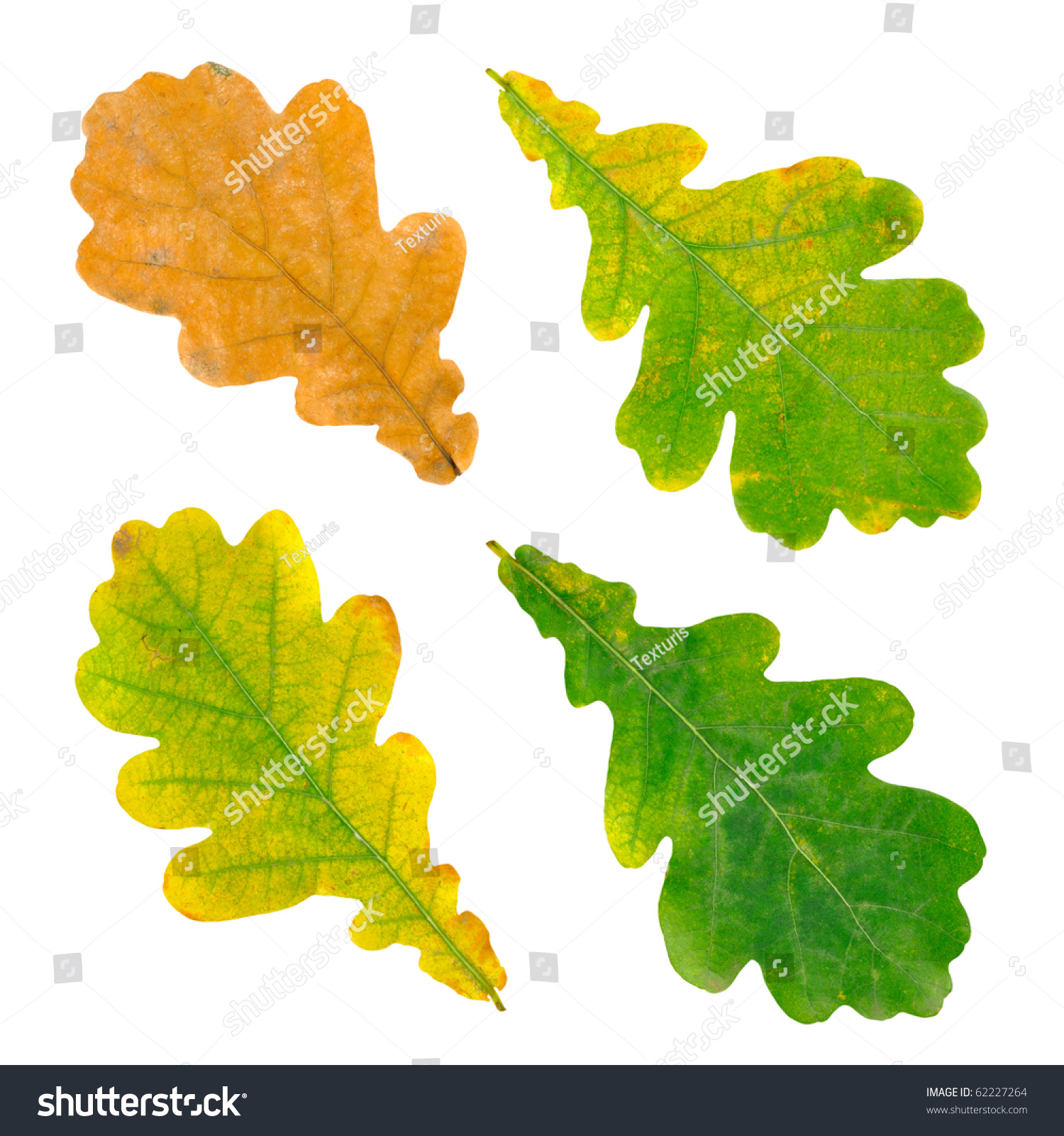 Oak Leaves Isolated On White Background Stock Photo 62227264 : Shutterstock