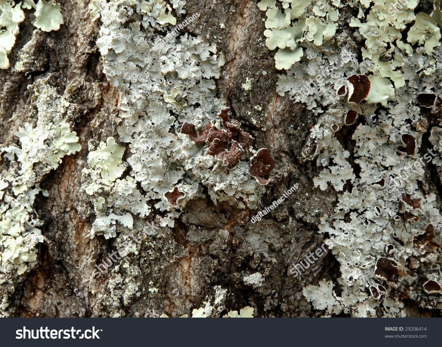 oak tree bark showing fungus lichen stock photo 29206414 oak tree bark showing fungus lichen stock photo 29206414