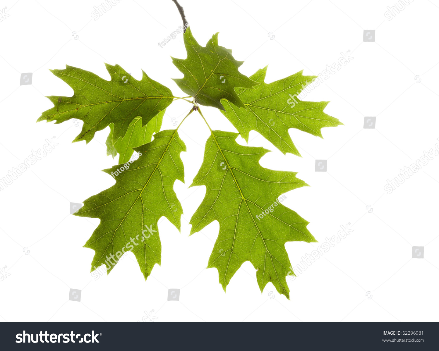 Oak Tree Leaves Stock Photo 62296981 - Shutterstock