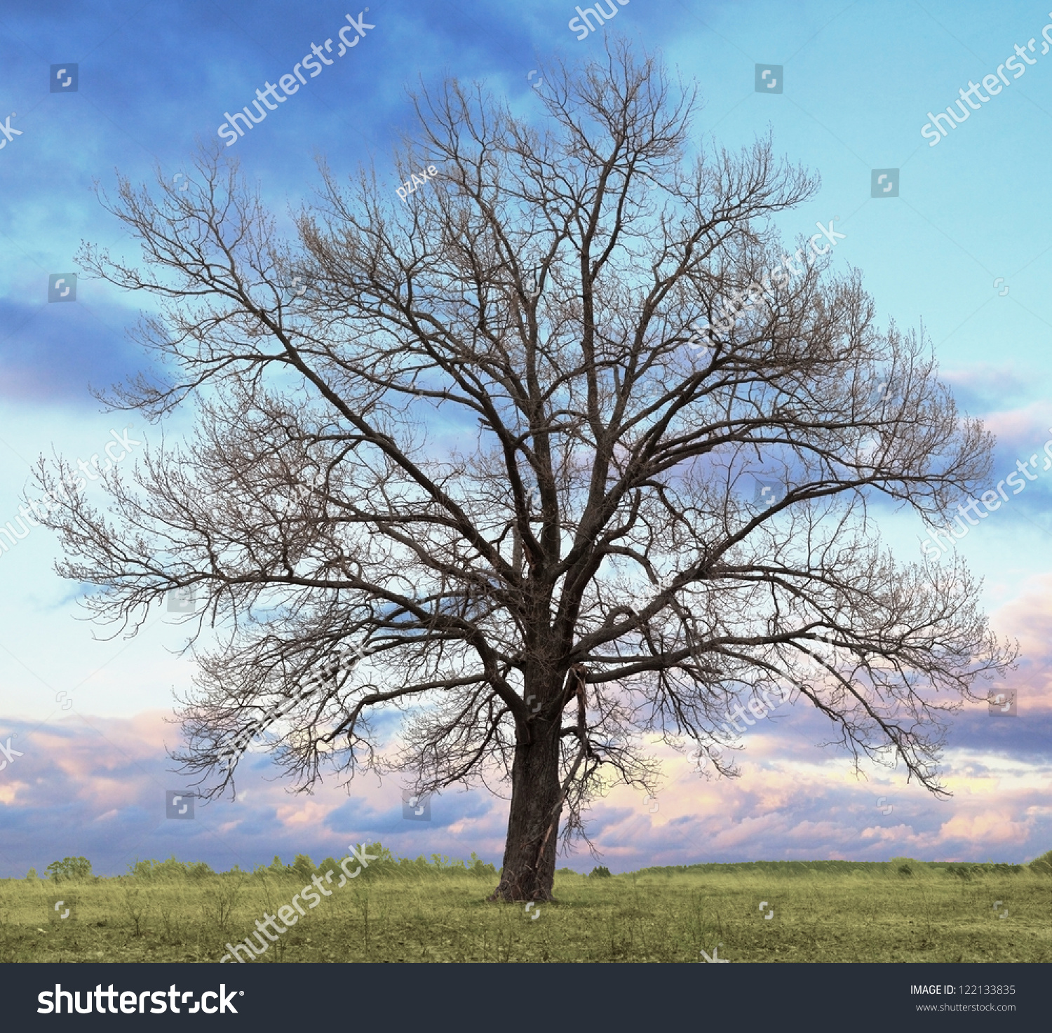 oak-tree-without-leaves-stock-photo-122133835-shutterstock