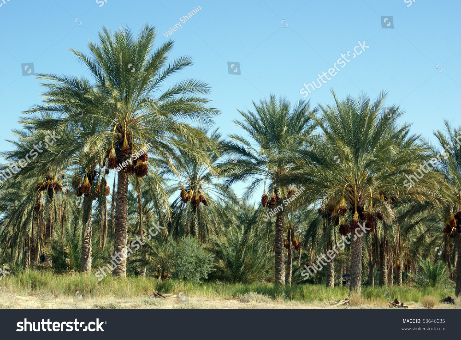 Dating trees