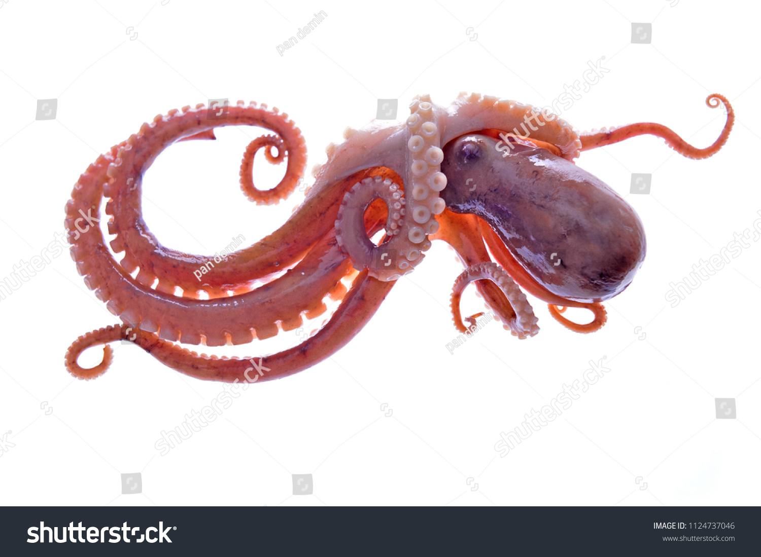 Octopus On White Background Stock Photo 1124737046 Shutterstock