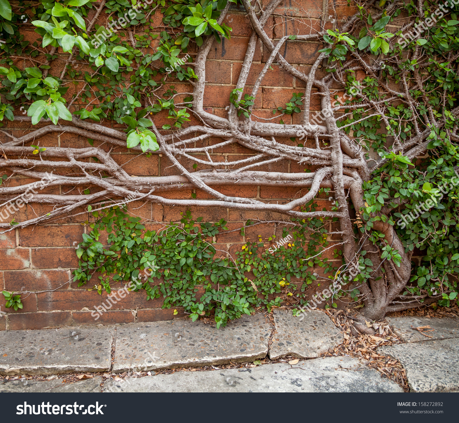 Old Creeping Fig Ficus Pumila Vine Stock Photo Shutterstock