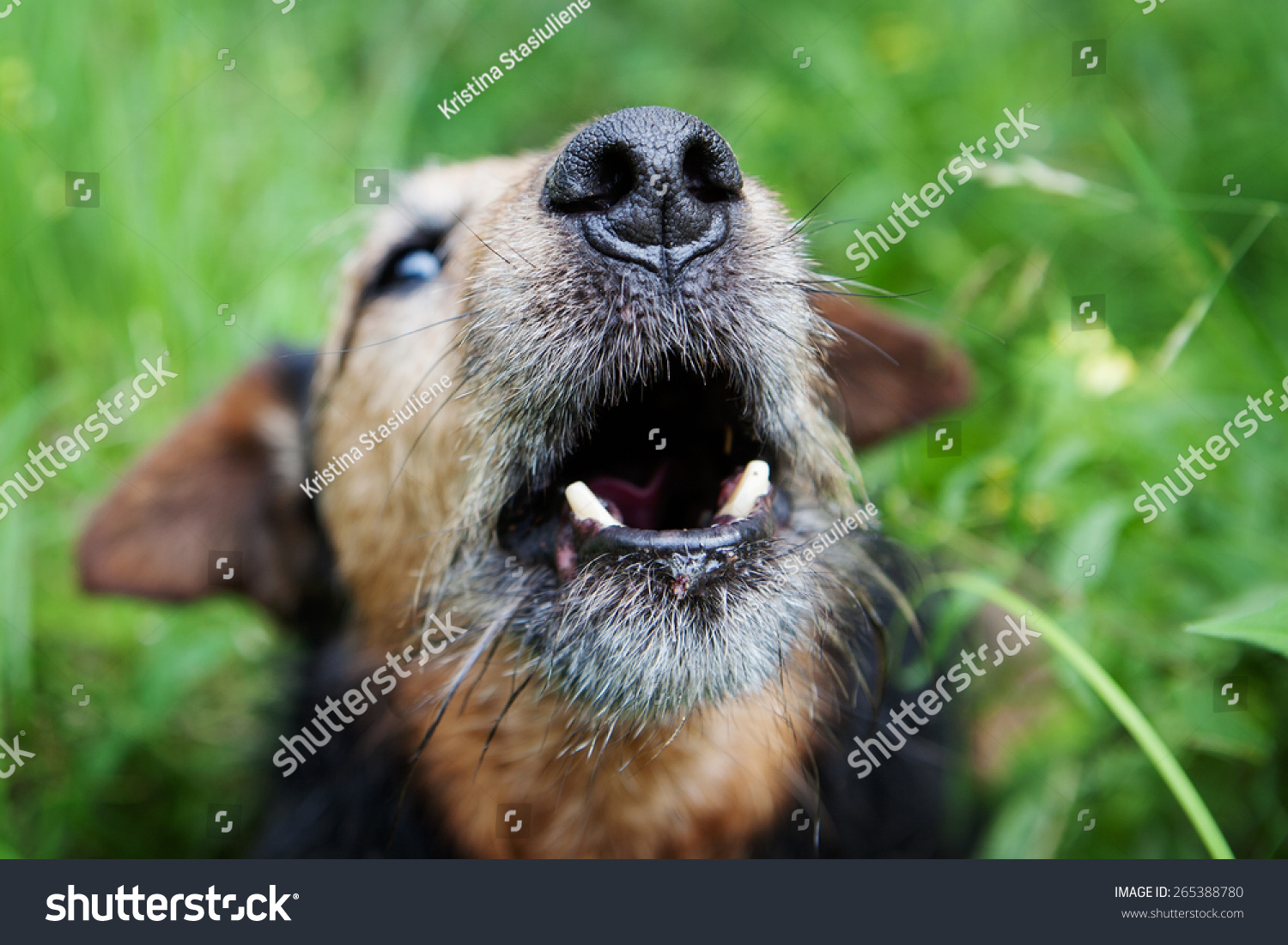 Old Dog Barking Stock Photo 265388780 - Shutterstock