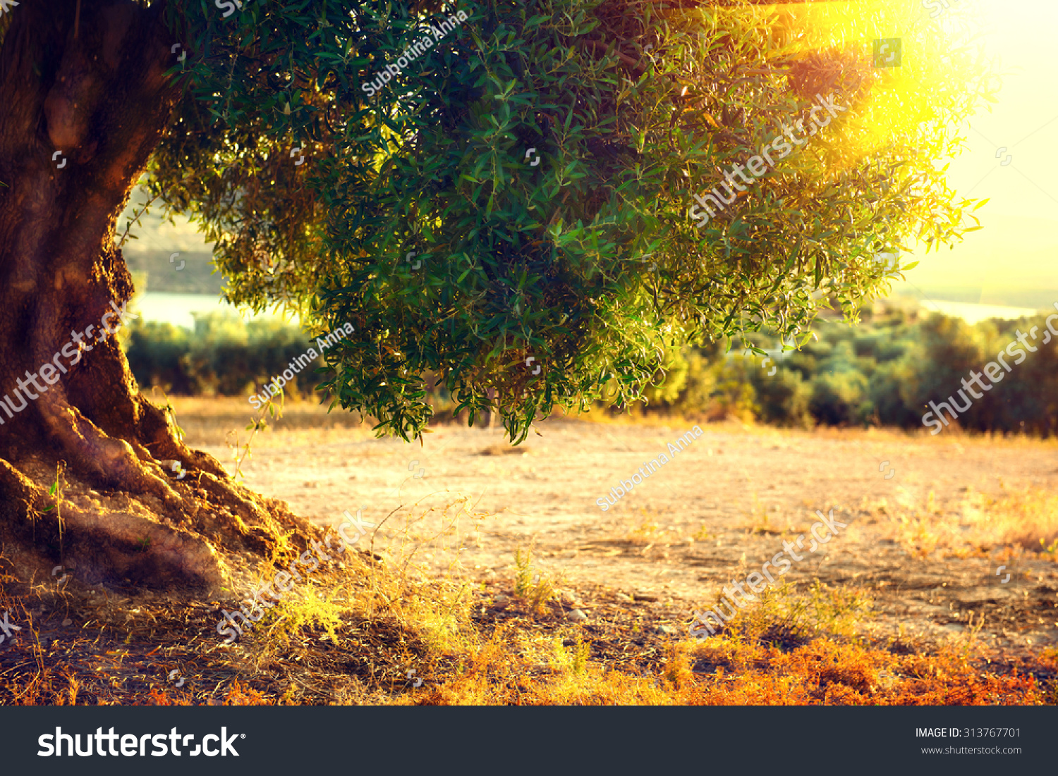 Olive trees Plantation of olive trees at sunset Mediterranean olive field with old olive tree Vegetable produce industry Seasonal nature Olive trees Plantation of olive trees at sunset Mediterranean olive field with old olive tree Vegetable produce industry Seasonal nature