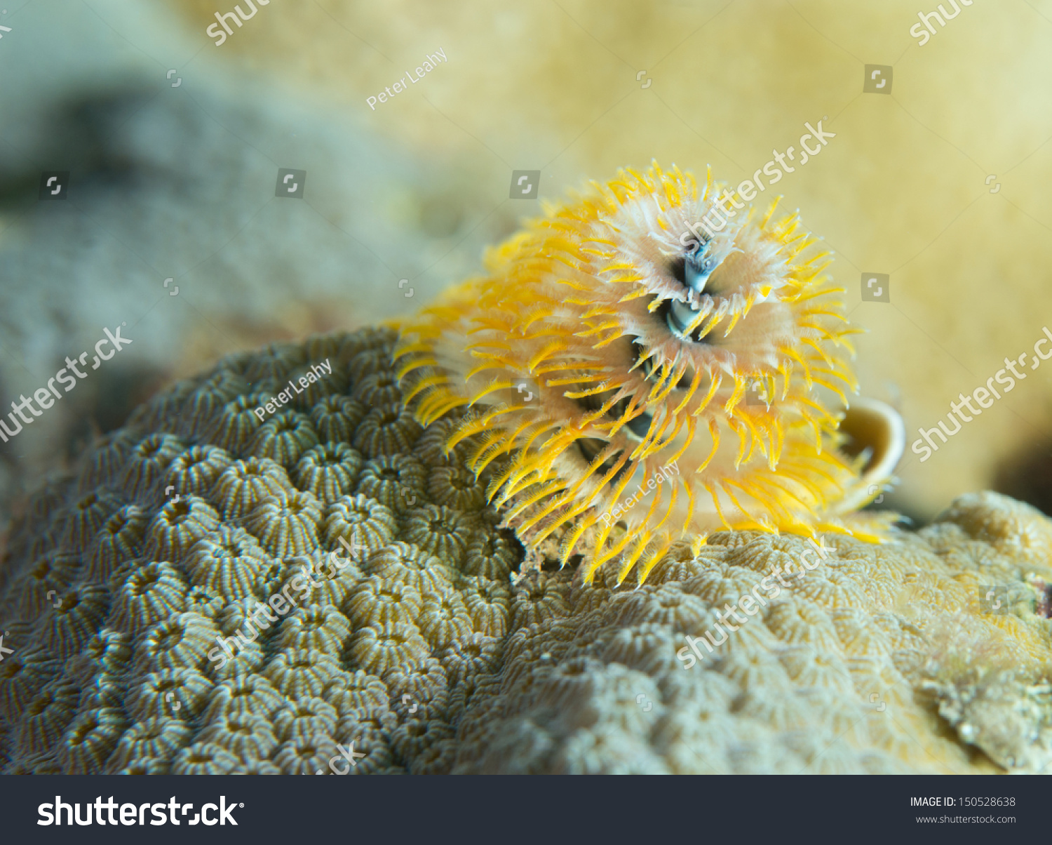 One Of Many Invertebrate Species On A Reef. Stock Photo 150528638