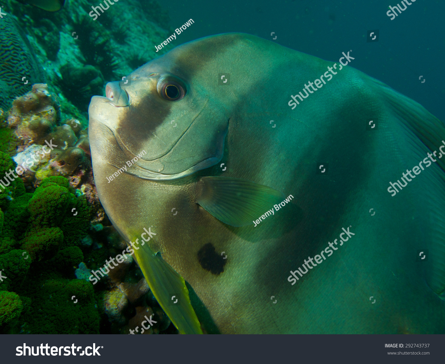 One Of The Many Friendly Longfin Spadefish That Live On The Plateau Of
