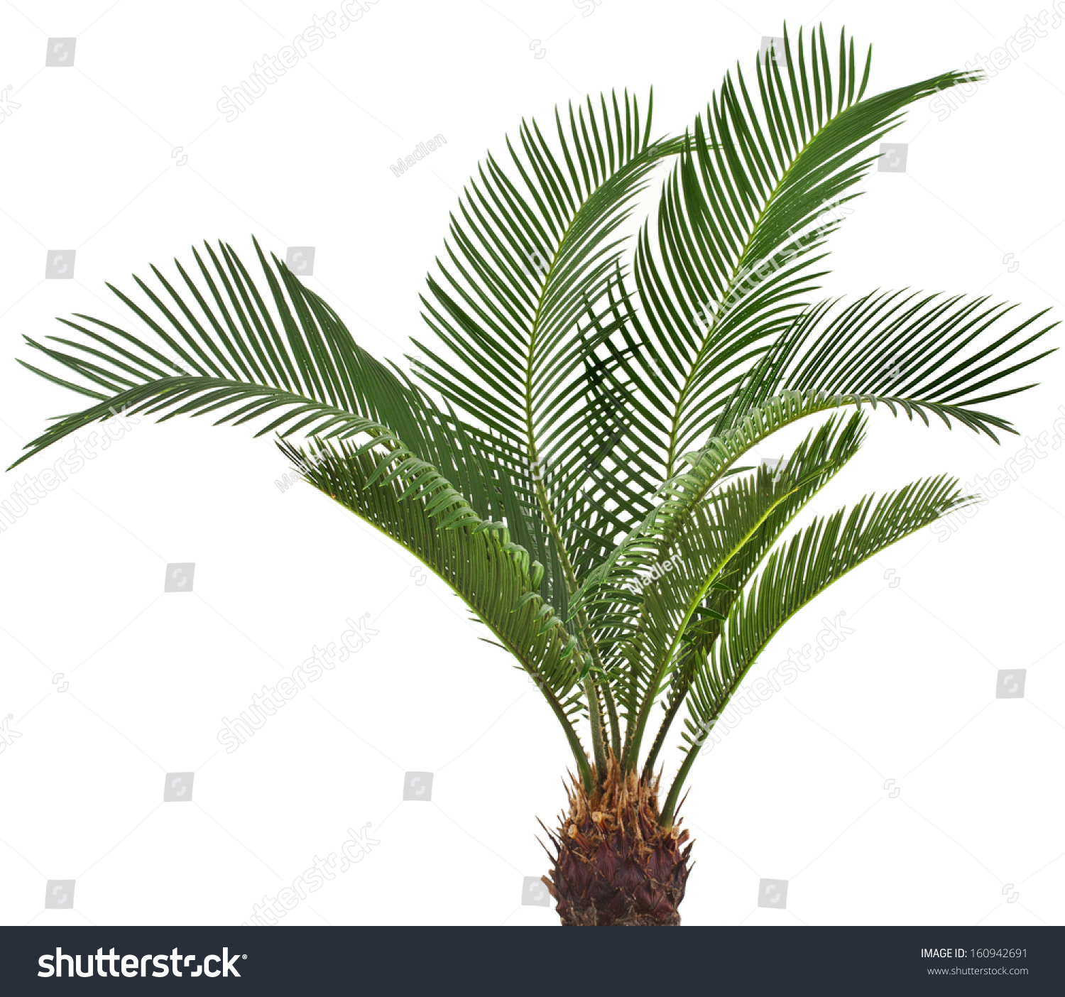 One Palm Tree Cycas Revoluta Isolated Stock Photo 160942691 Shutterstock