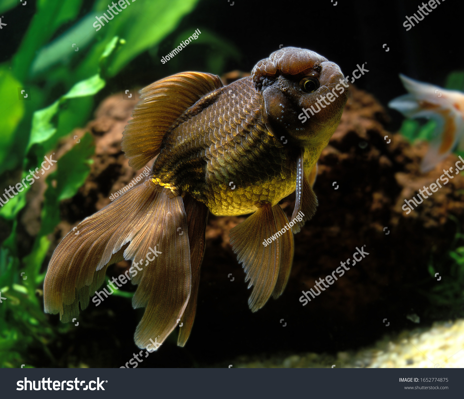 Oranda Goldfish Carassius Auratus Adult Stock Photo