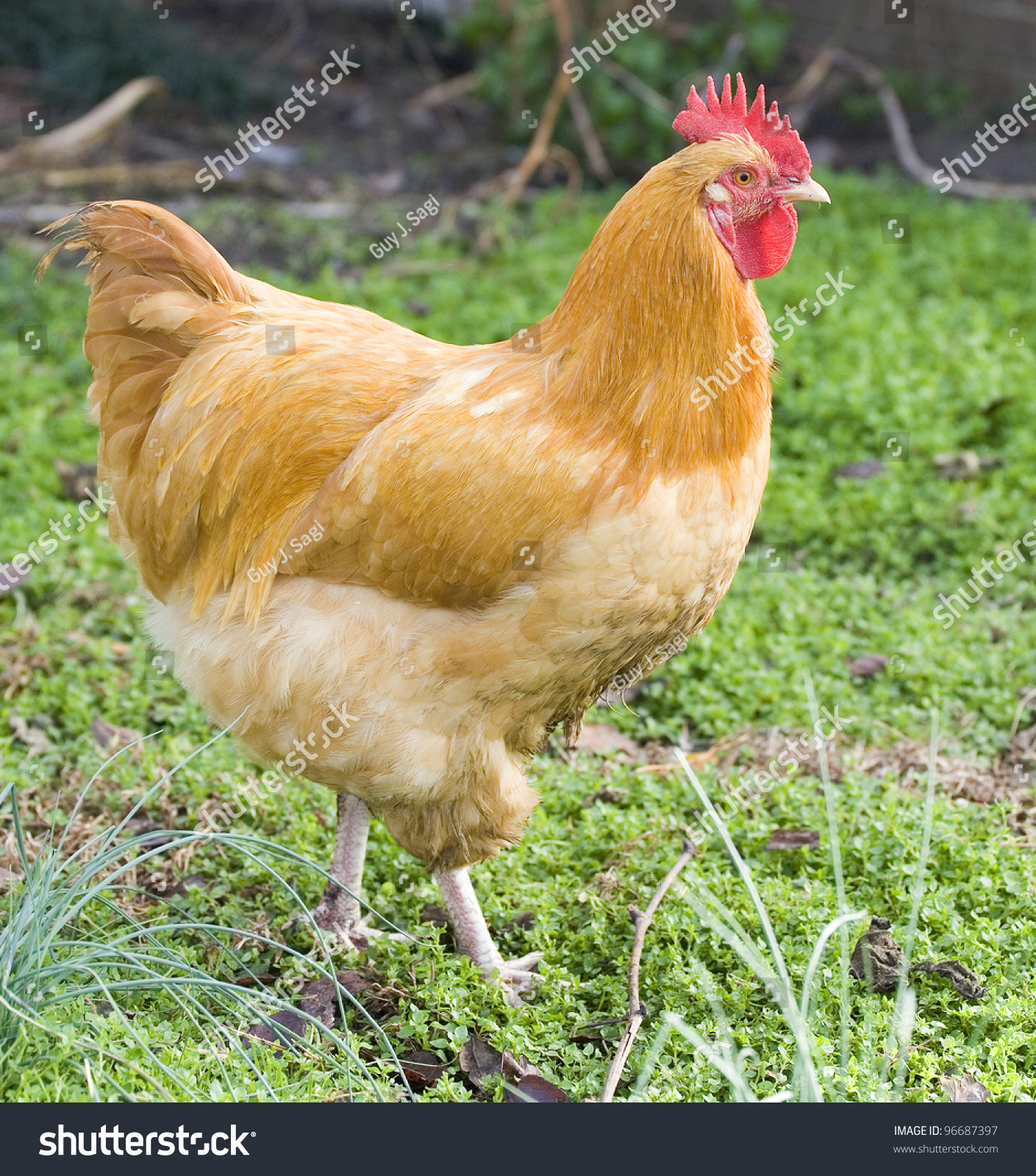 Orange And Yellow Feathers Chicken Rooster Walking On A Green Field 