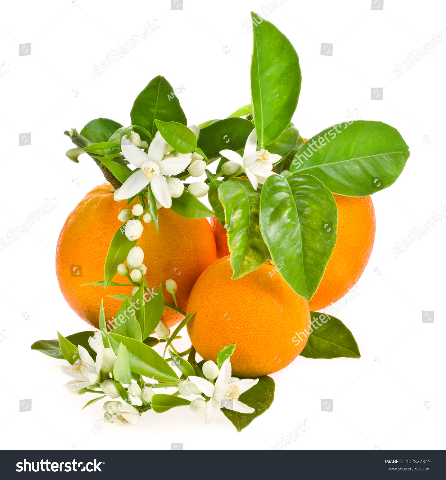 Orange Tree Flowers On Orange Fruit Stock Photo 102827345 Shutterstock