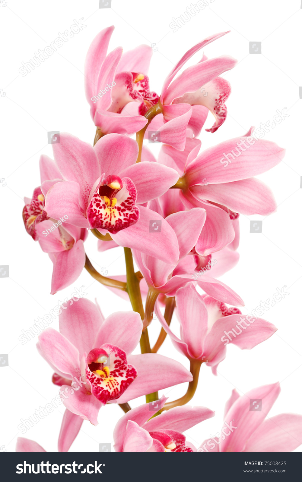 Orchid Isolated On White Background Stock Photo 75008425 : Shutterstock