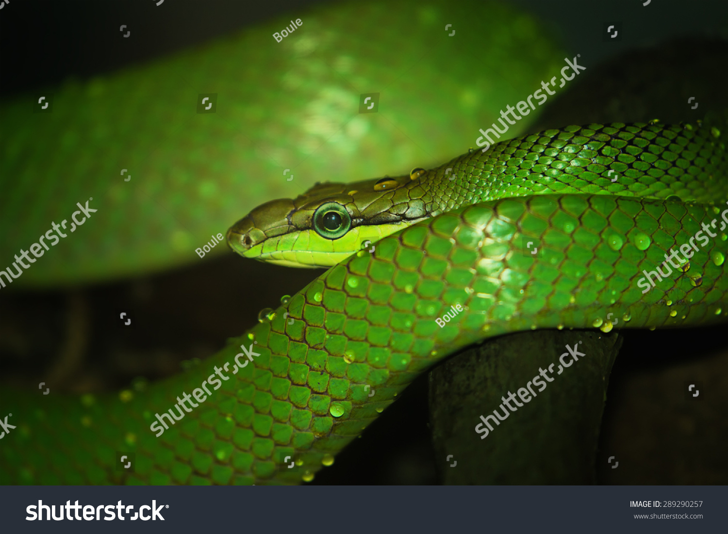 Oriental Whip Snake Green Viper Singapore Stock Photo 289290257 