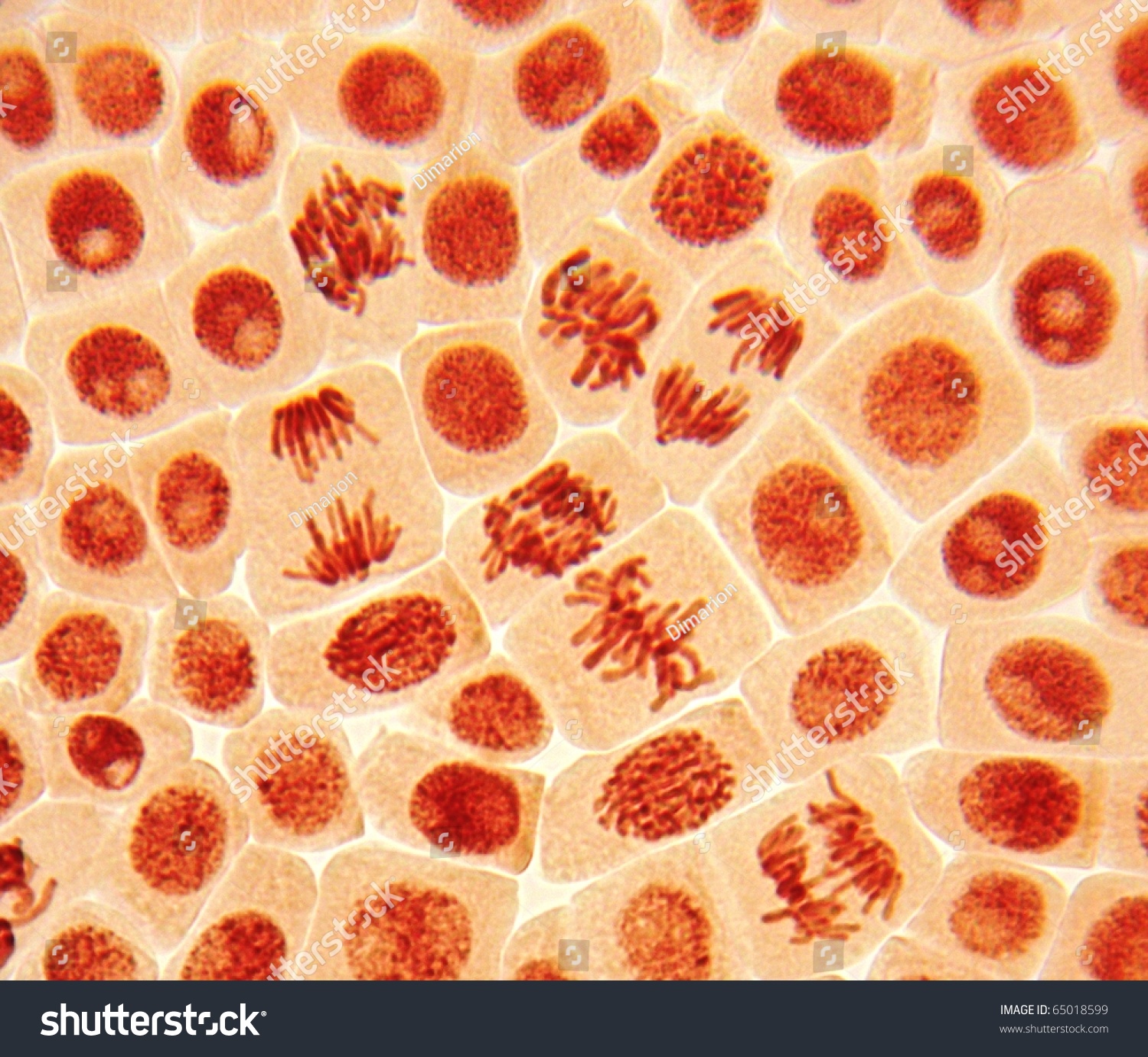 Клетки печени аксолотля под микроскопом фото