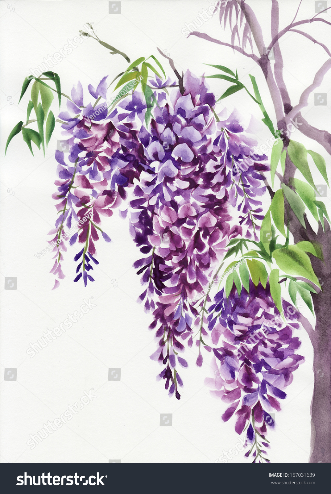 Original Watercolor Painting Of Beautiful Wisteria Branches In Blossom