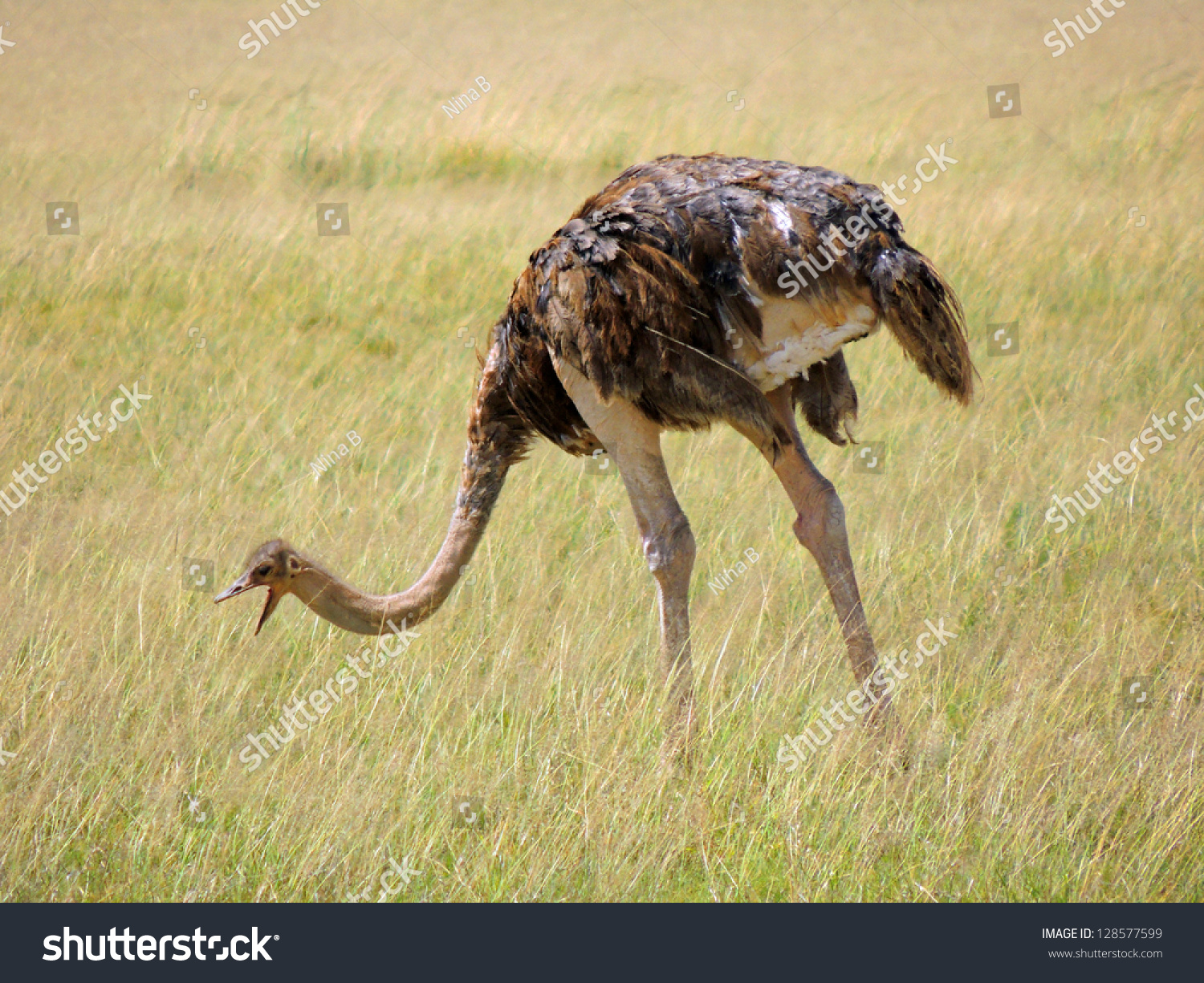 Ostrich In Amboseli Park, Kenya, Africa Stock Photo 128577599 