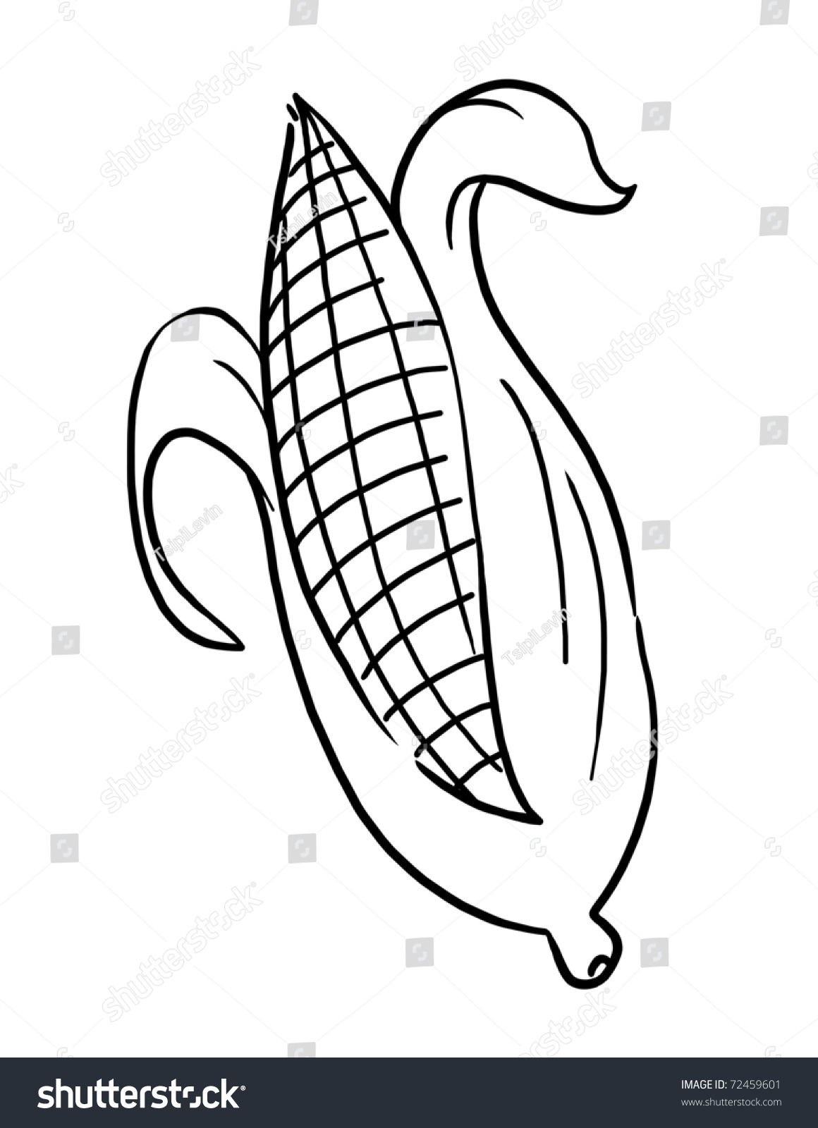 Outline Corn Illustration; Outline Ear Of Corn Drawing; Isolated Corn