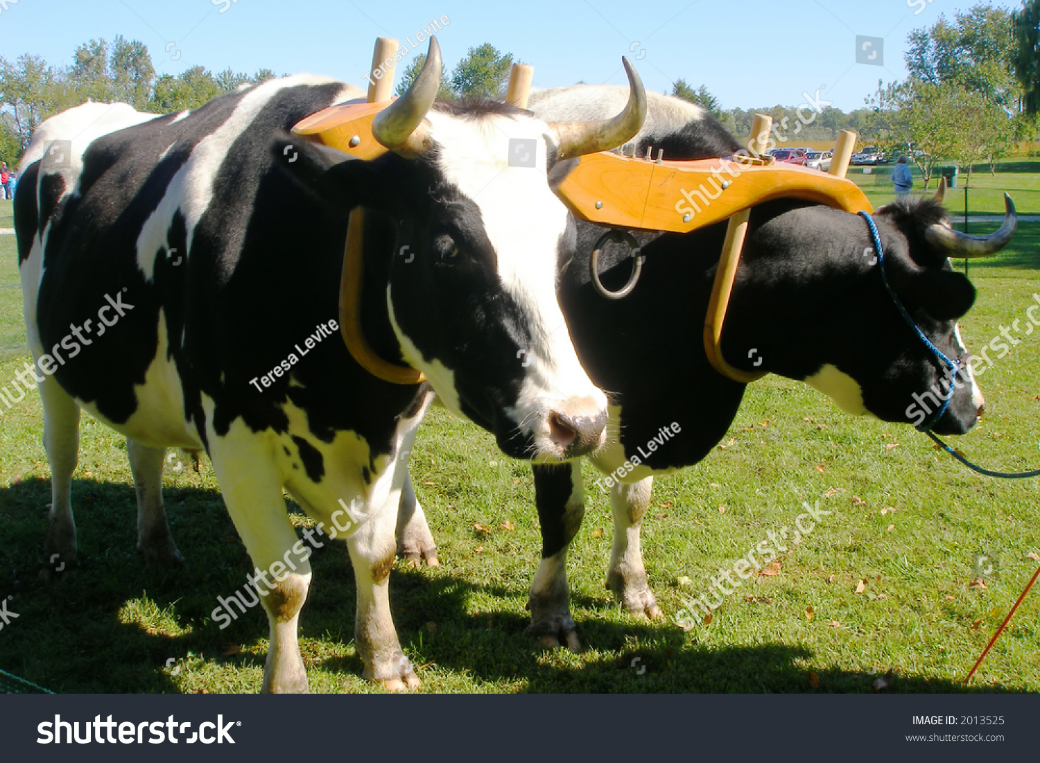 Oxen Team That Is Yoked And Ready To Work Stock Photo 2013525