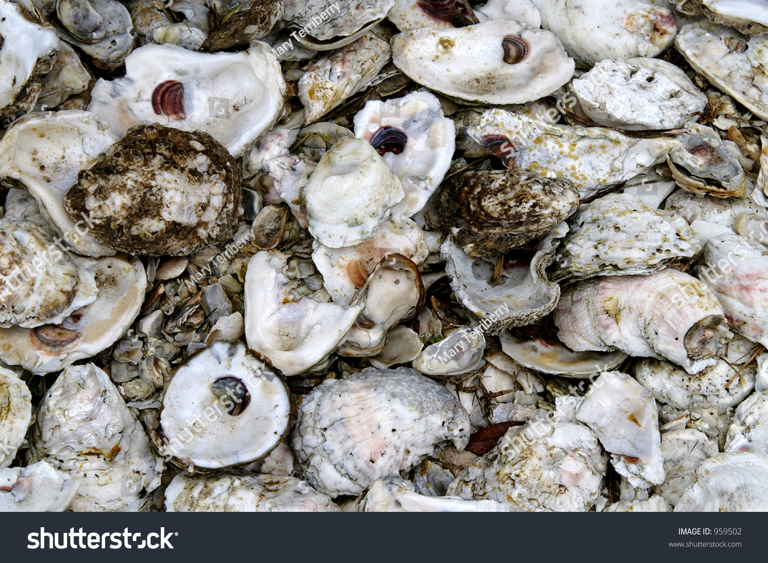 Oyster Shells Stock Photo 959502 : Shutterstock