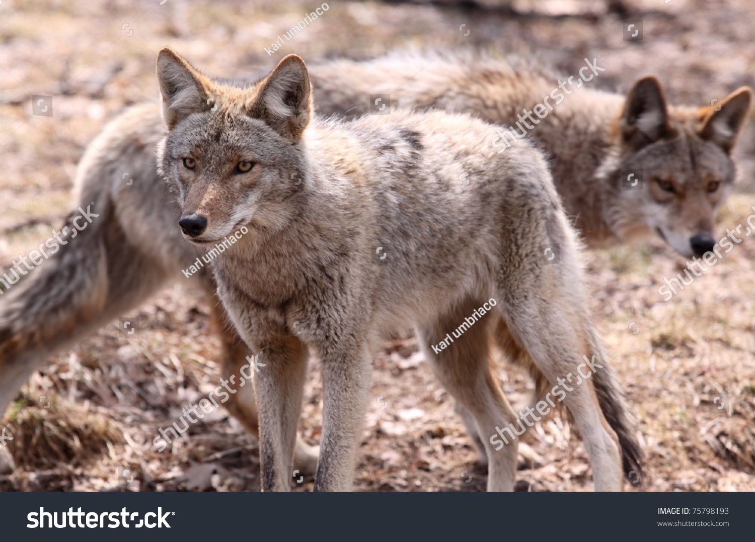 Pack Of Coyotes Stock Photo 75798193 : Shutterstock