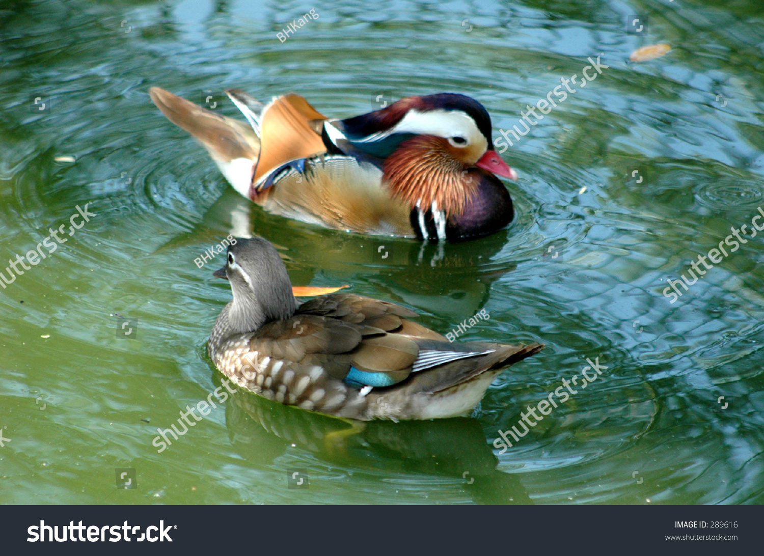 mandarin duck pair shutterstock