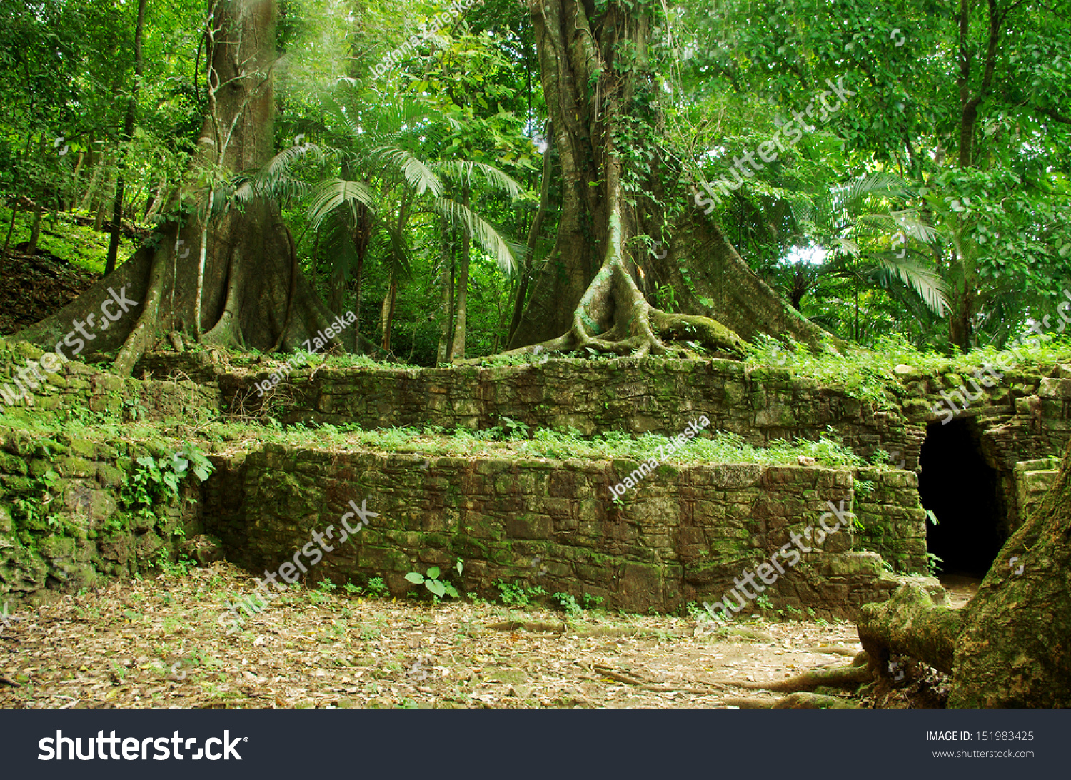 Palenque Ruins In Tropical Rainforest Stock Photo Shutterstock