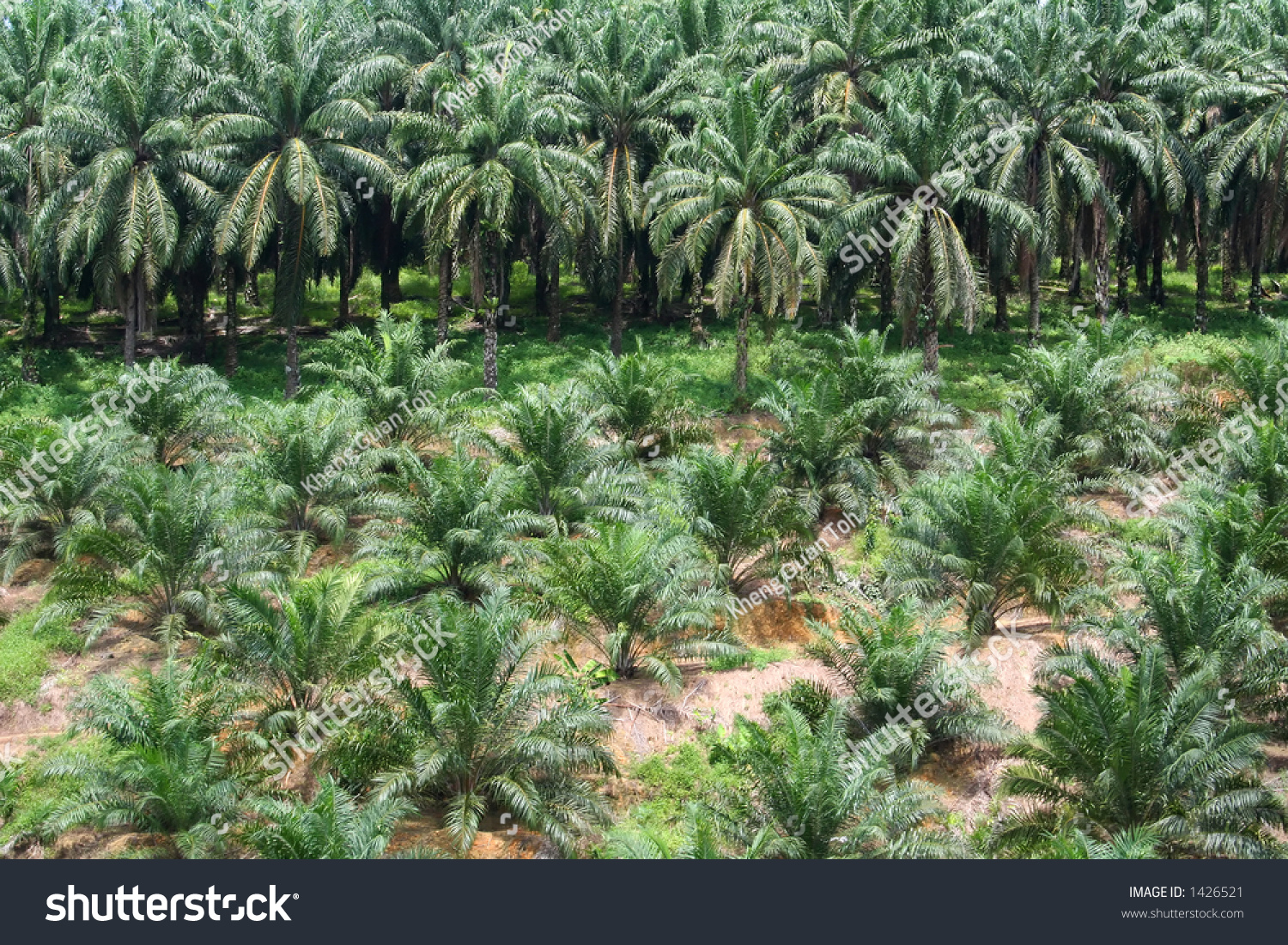 Mature Palm Tree 28