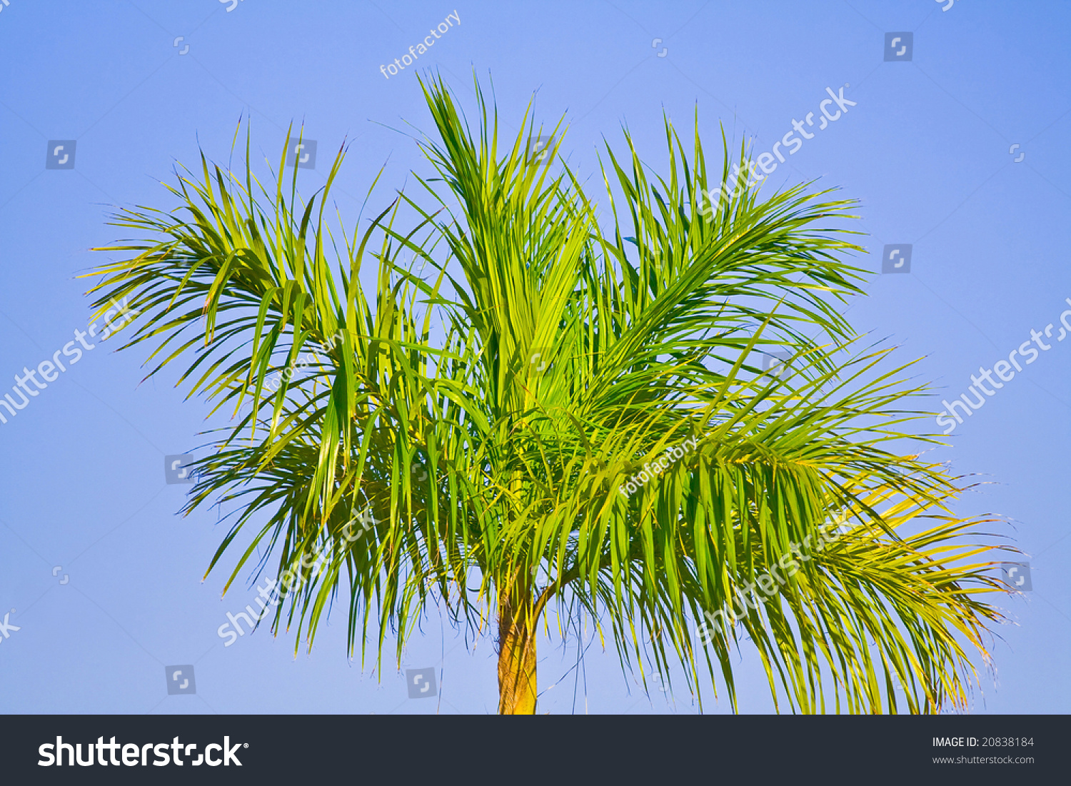 Palm Tree Stock Photo 20838184 - Shutterstock