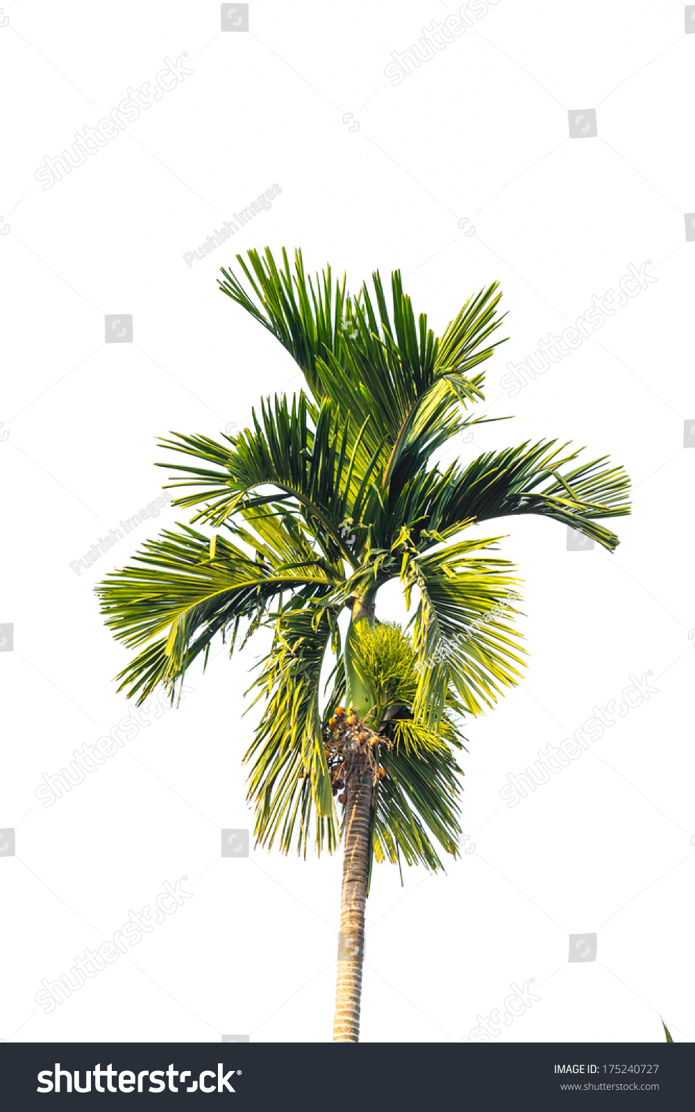 Palm Tree Isolated Stock Photo Shutterstock