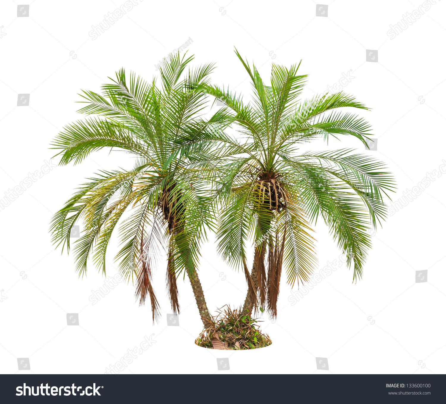 Palm Tree Isolated On White Background Stock Photo 133600100 : Shutterstock