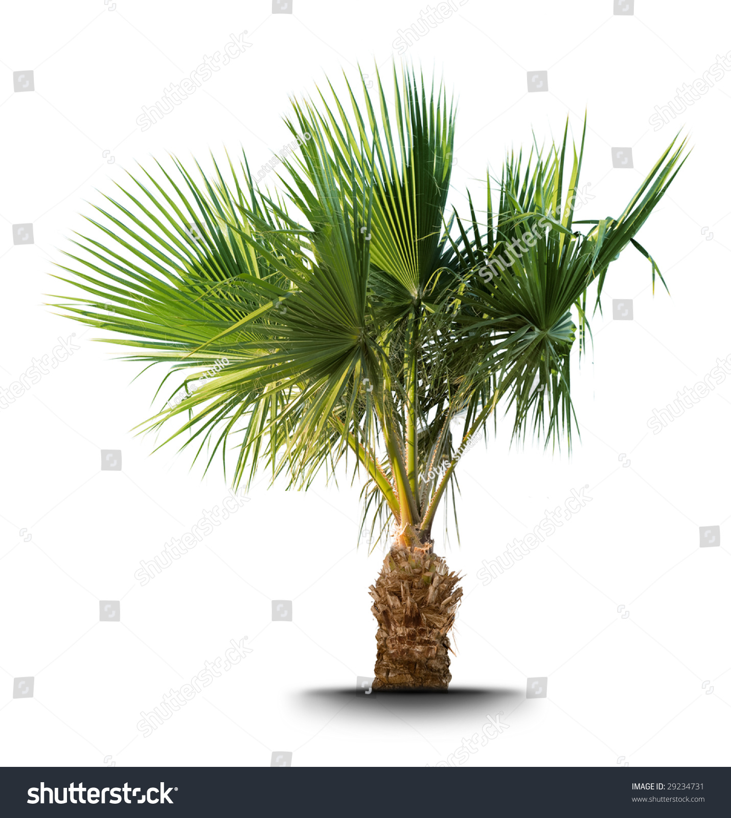 Palm Tree Isolated On White Background Stock Photo 29234731 - Shutterstock