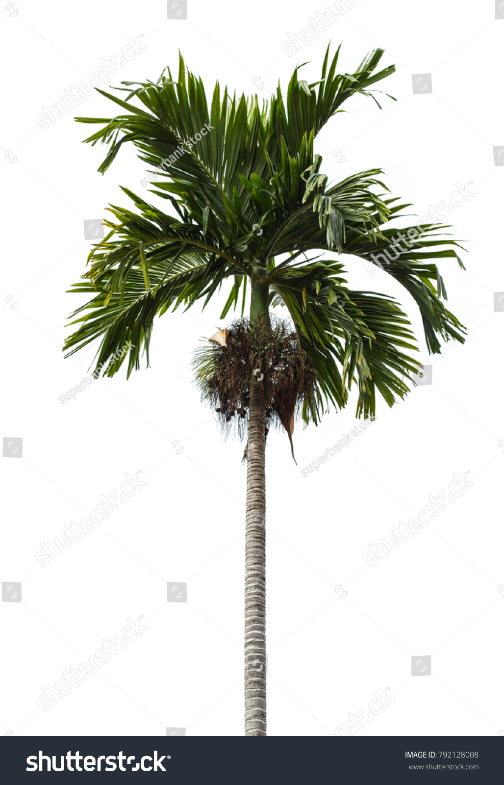 Palm Tree Isolated White Background Stock Photo Edit Now 792128008