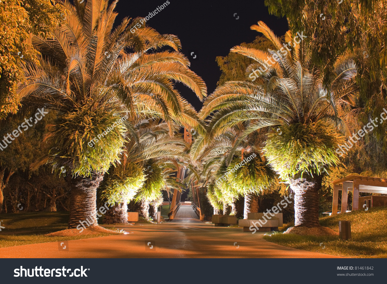 Palmtrees Night Stock Photo 81461842 - Shutterstock