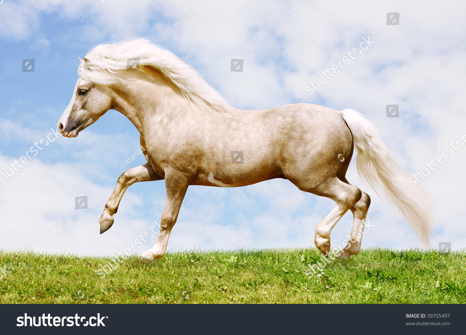 Palomino Welsh Pony Stallion Galloping Stock Photo 39755497 : Shutterstock