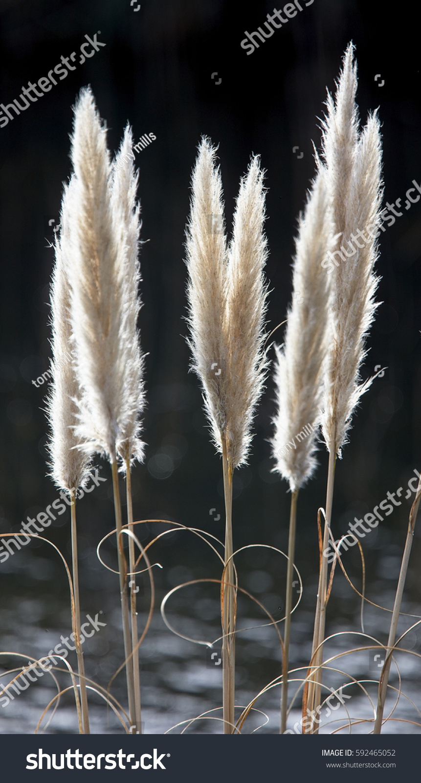 Pampas Grass Cortaderia Selloana Seed Heads Shutterstock