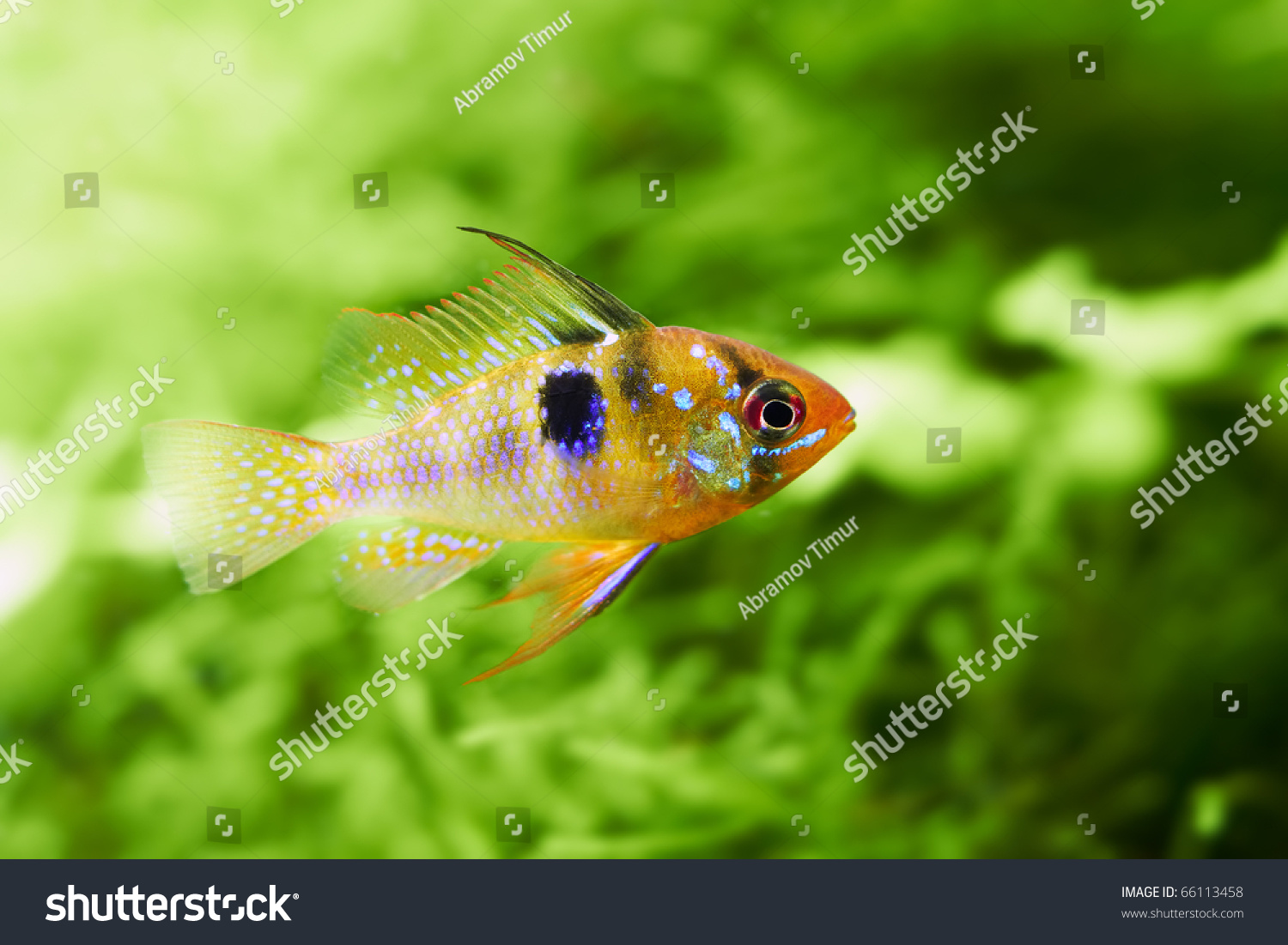 Papiliochromis Ramirezi Called Butterfly Fish In A Nature Aquarium In 