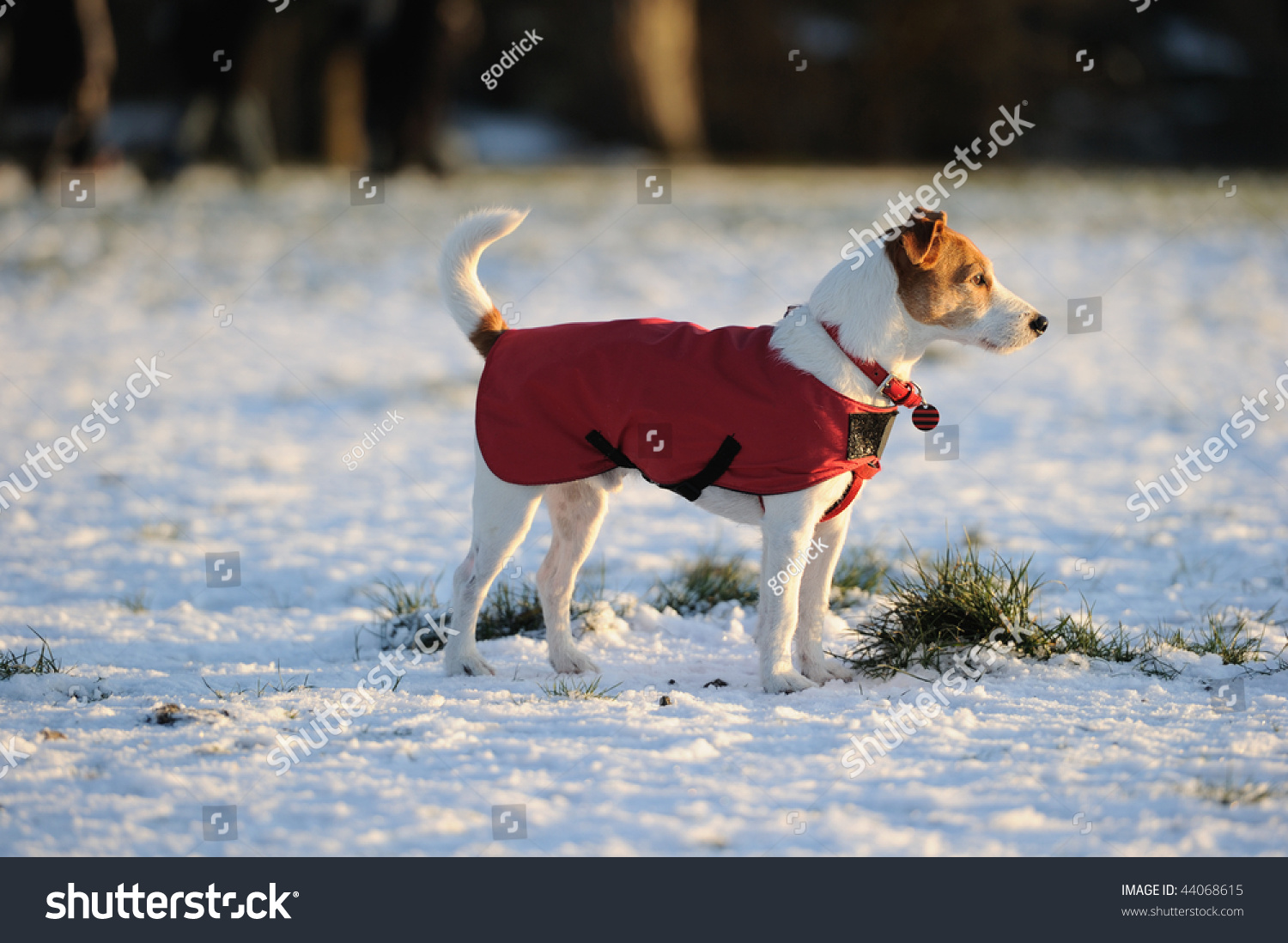 Parson Jack Russell Bright Red Winter Stock Photo 44068615