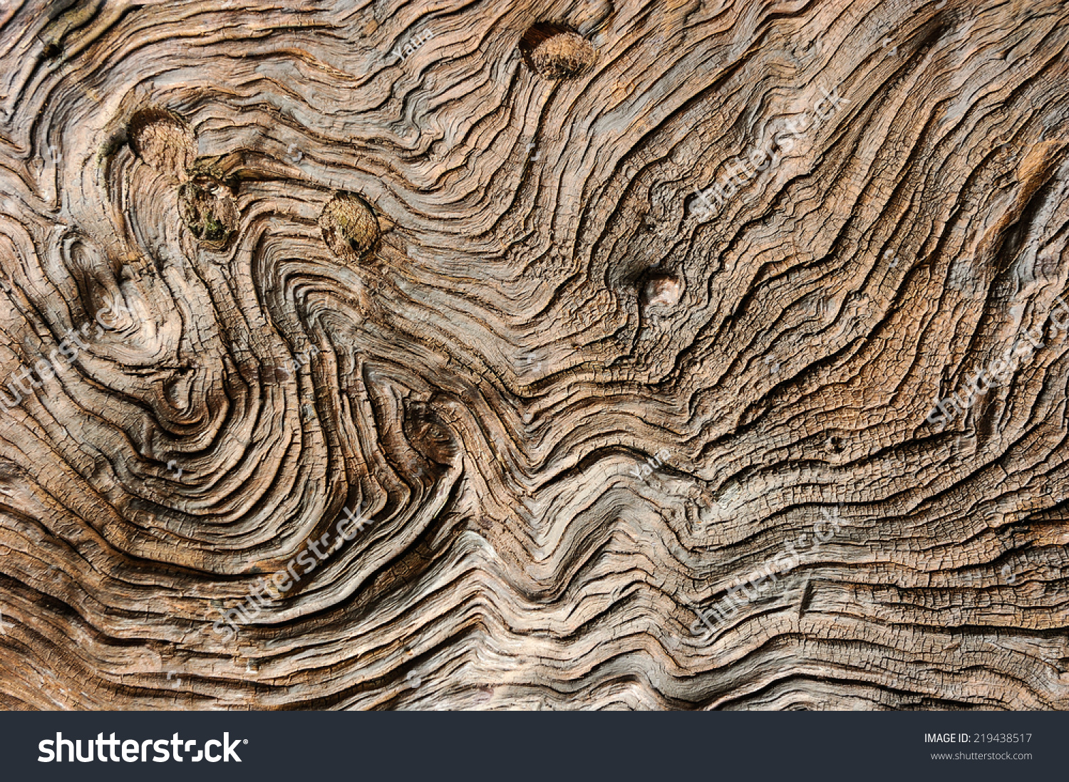 Pattern Of Tree Trunk. Stock Photo 219438517 Shutterstock